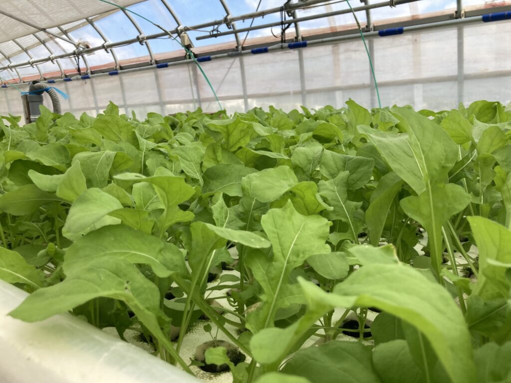 ルッコラの画像