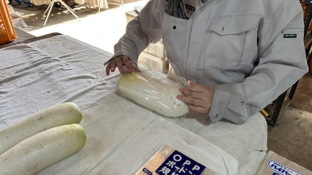 収穫した大根を丁寧に袋詰めする丹波支援学校の生徒。亀岡市の作業所