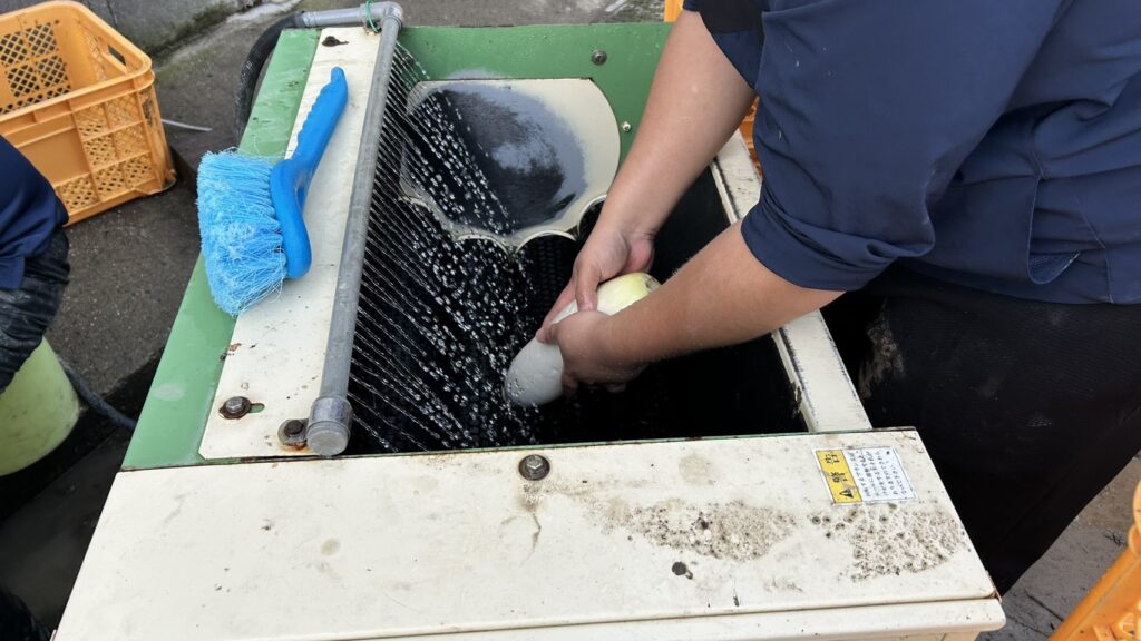 大根洗浄機を使って効率よく野菜を洗う様子。就労継続支援A型事業所ぎばさん