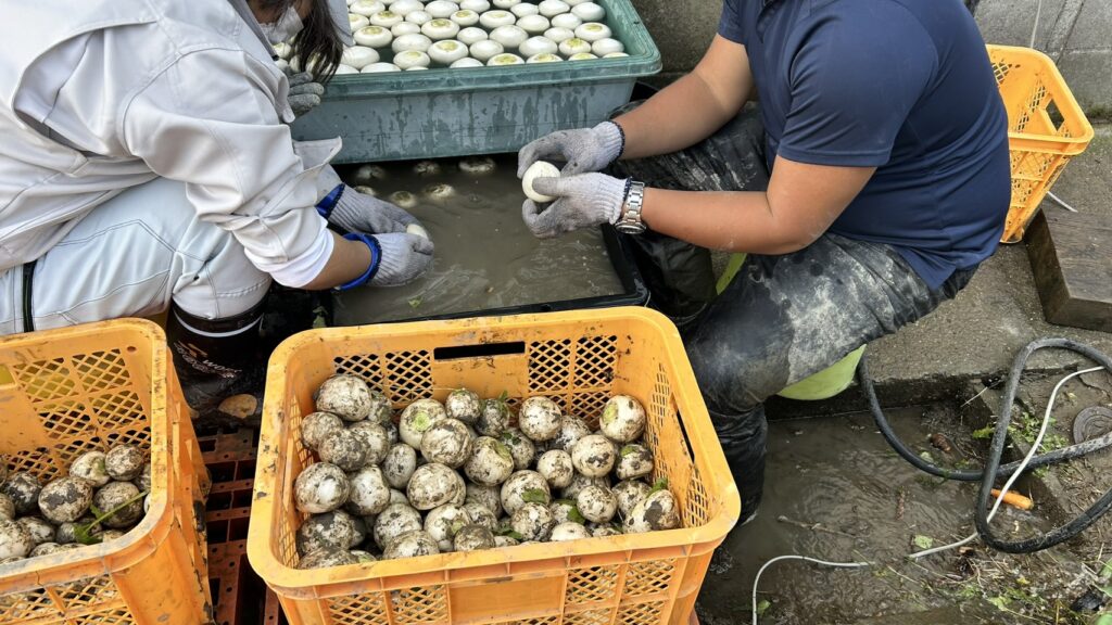 先輩利用者が支援学校生に大根の洗い方を教えている様子。南丹市八木ファーム