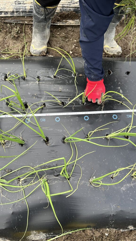 亀岡市の就労支援A型事業所ぎばさんで、玉ねぎの苗植え体験をする丹波支援学校の生徒