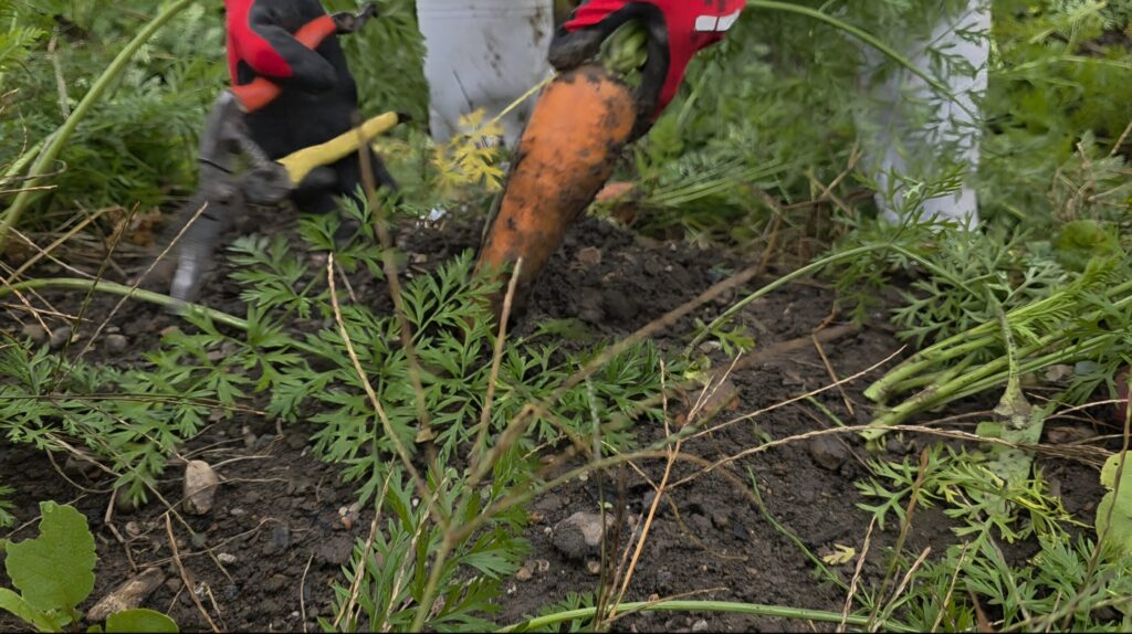 八木ファームで、冬ニンジンの収穫作業を行う様子
