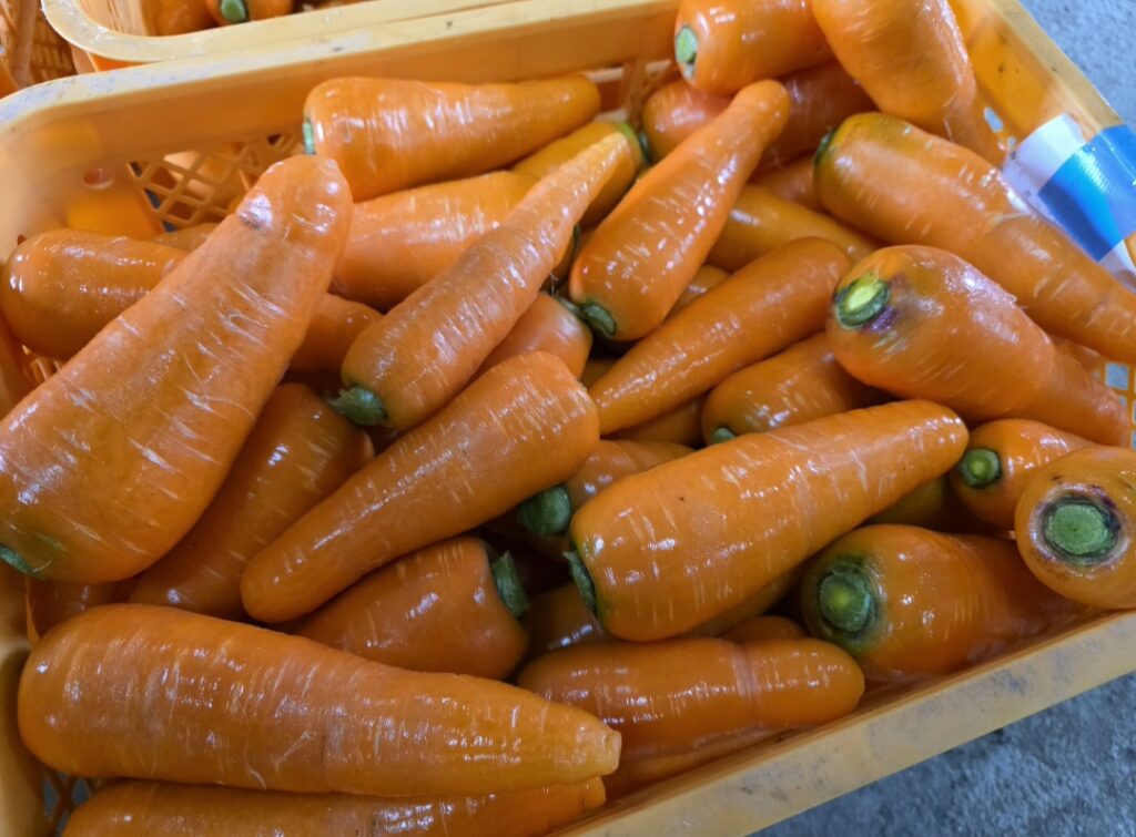 洗浄が終わり、鮮やかなオレンジ色になった出荷前のニンジン
