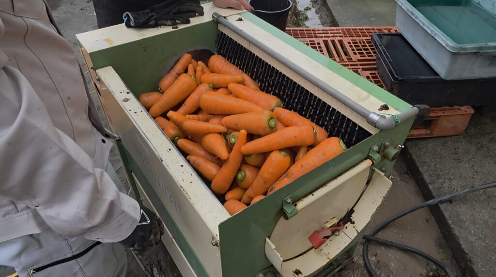 ニンジン洗浄機を使用中。水を流しながら泥を落としている様子