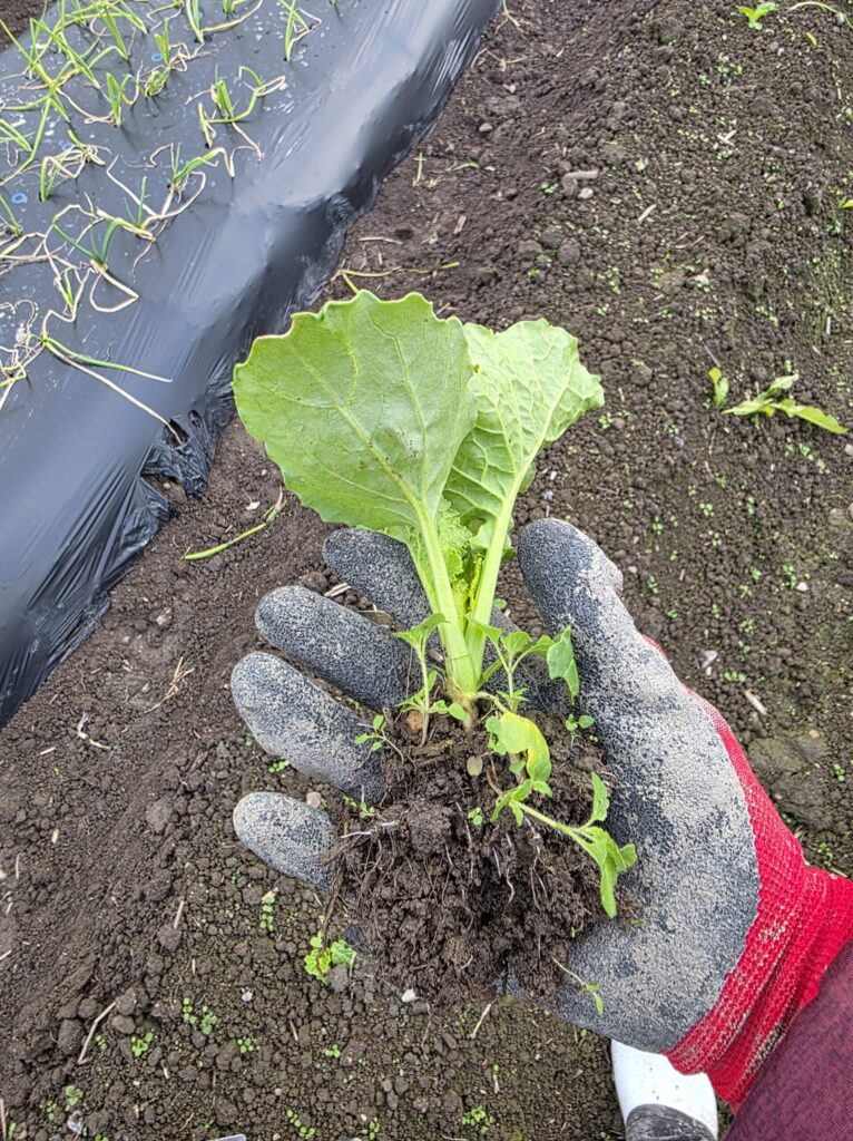 間引いた菜花の苗を手袋をした手で丁寧に持ち、移植する様子