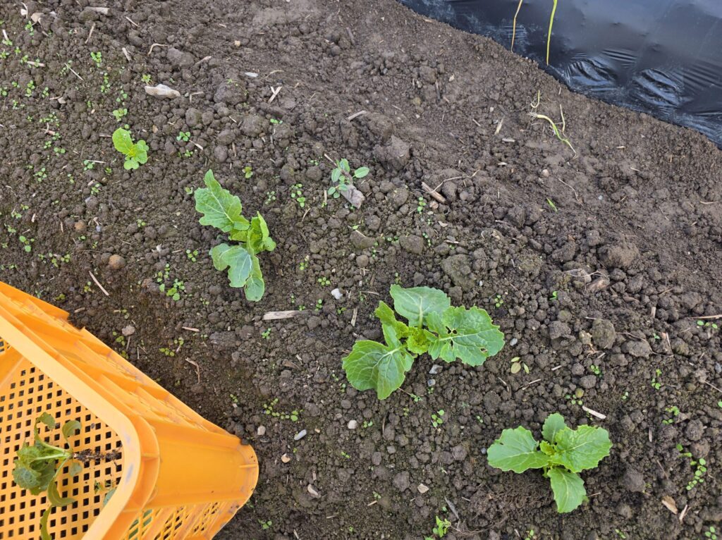 適切な間隔で移植され、のびのびと植えられた菜花の苗