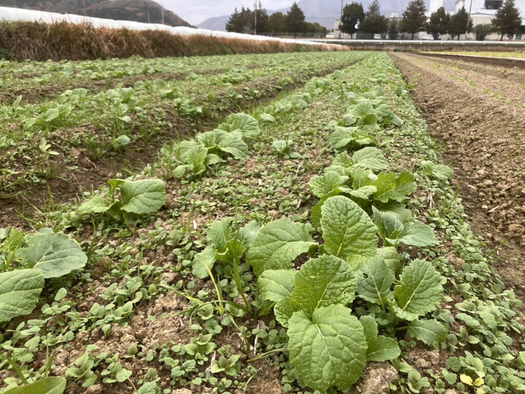 八木ファームの畑で寒さに耐えながら育つ菜花の様子