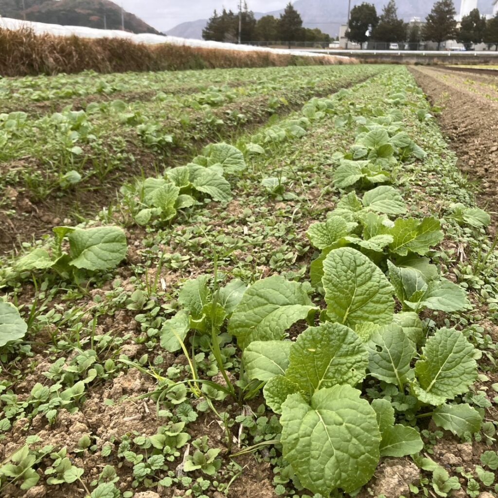 【亀岡・八木】窮屈な場所から広い場所へ。春を待つ菜花の移植作業