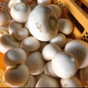 こかぶのアイキャッチ画像