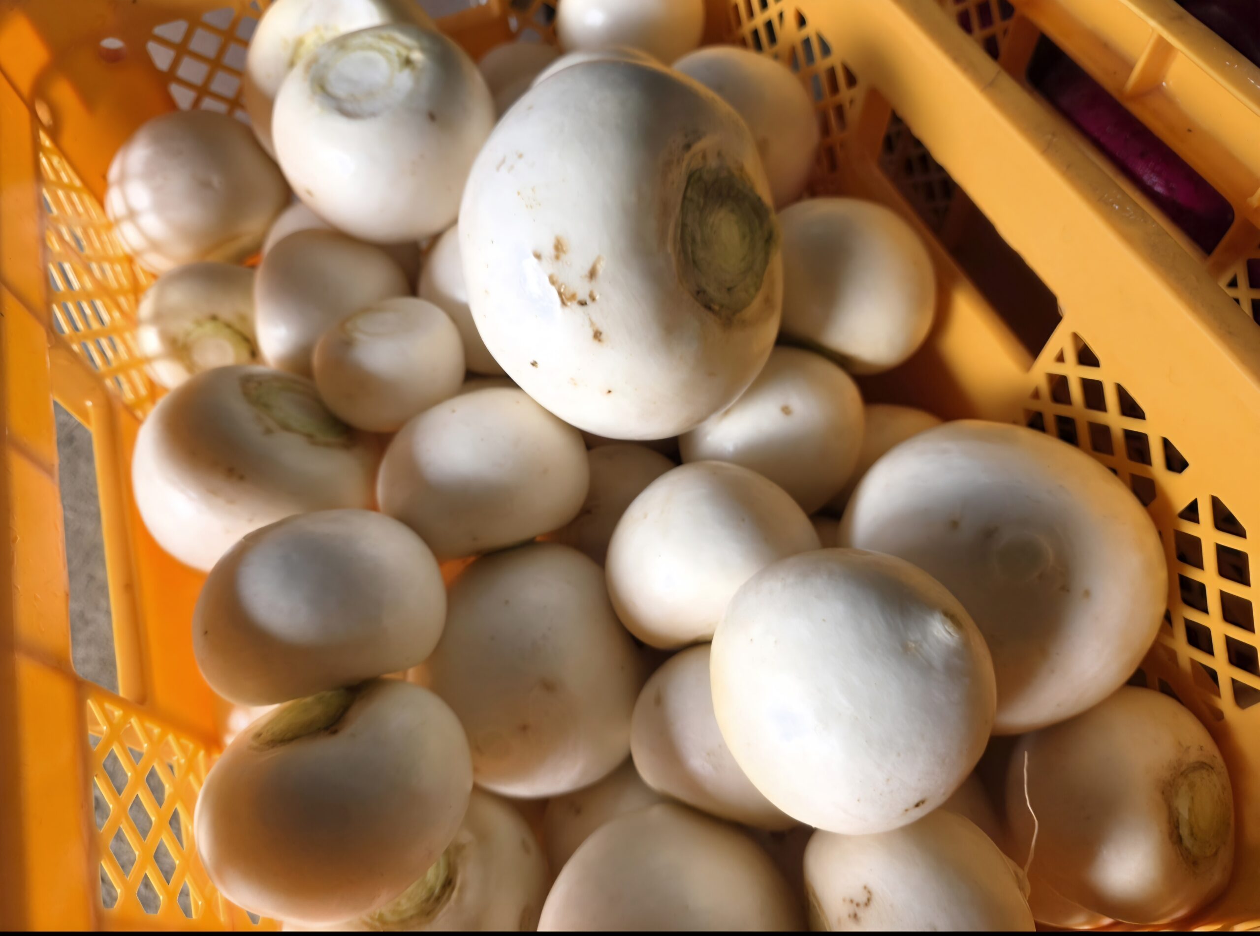 洗浄を終えて白く輝く出荷前のこかぶ