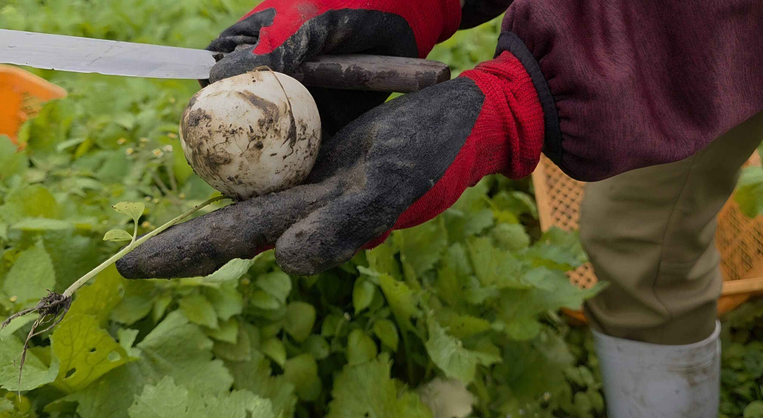 畑で収穫されたばかりの泥付きの新鮮なこかぶ