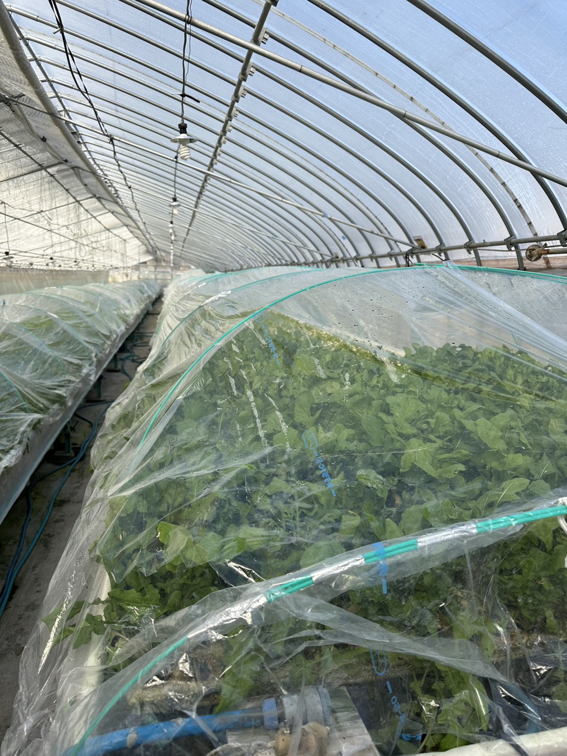 A型事業所で導入されている水耕栽培ハウスの高架設備