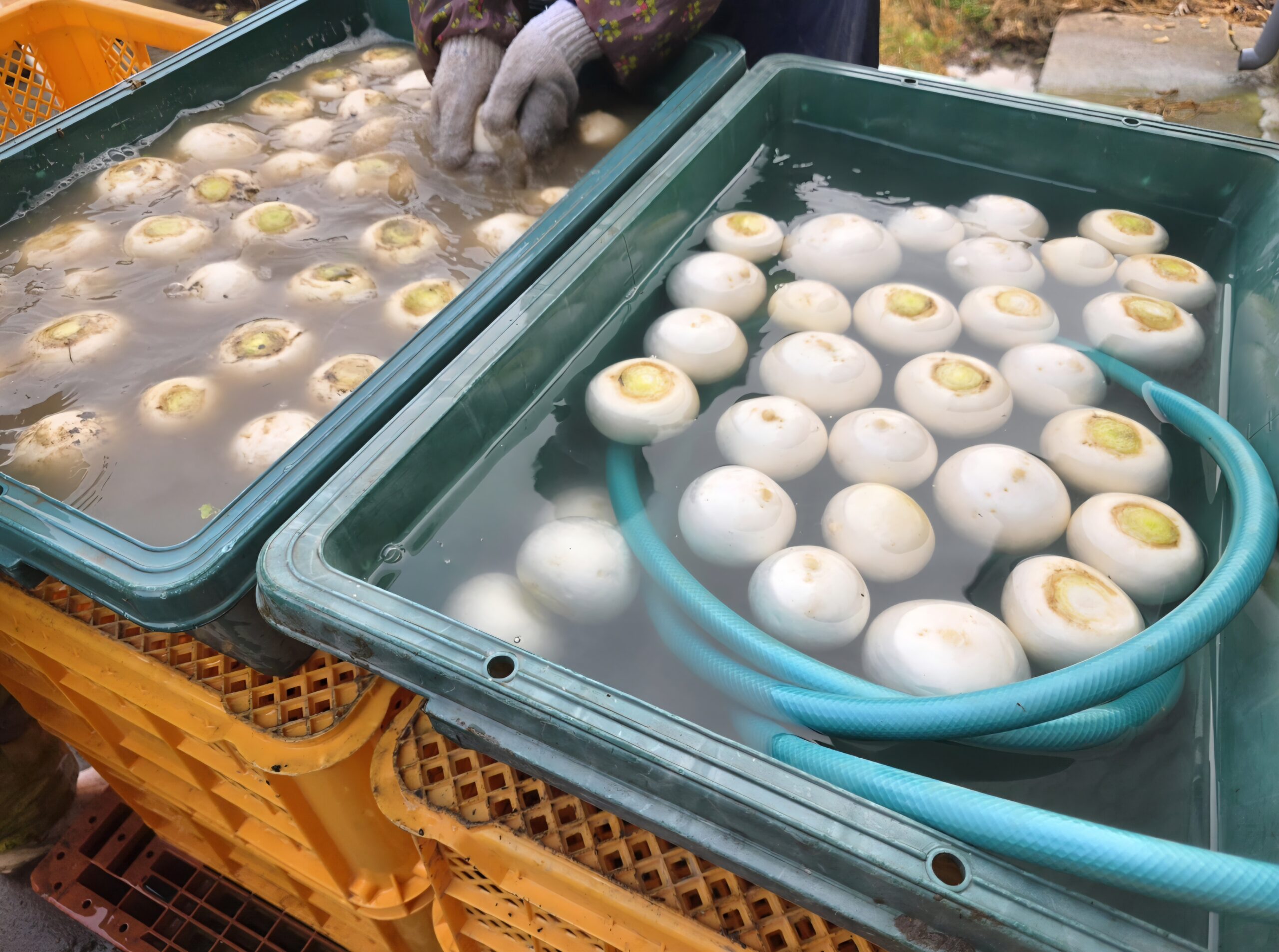 冷たい水の中で一つ一つ丁寧にこかぶを手洗いする作業風景