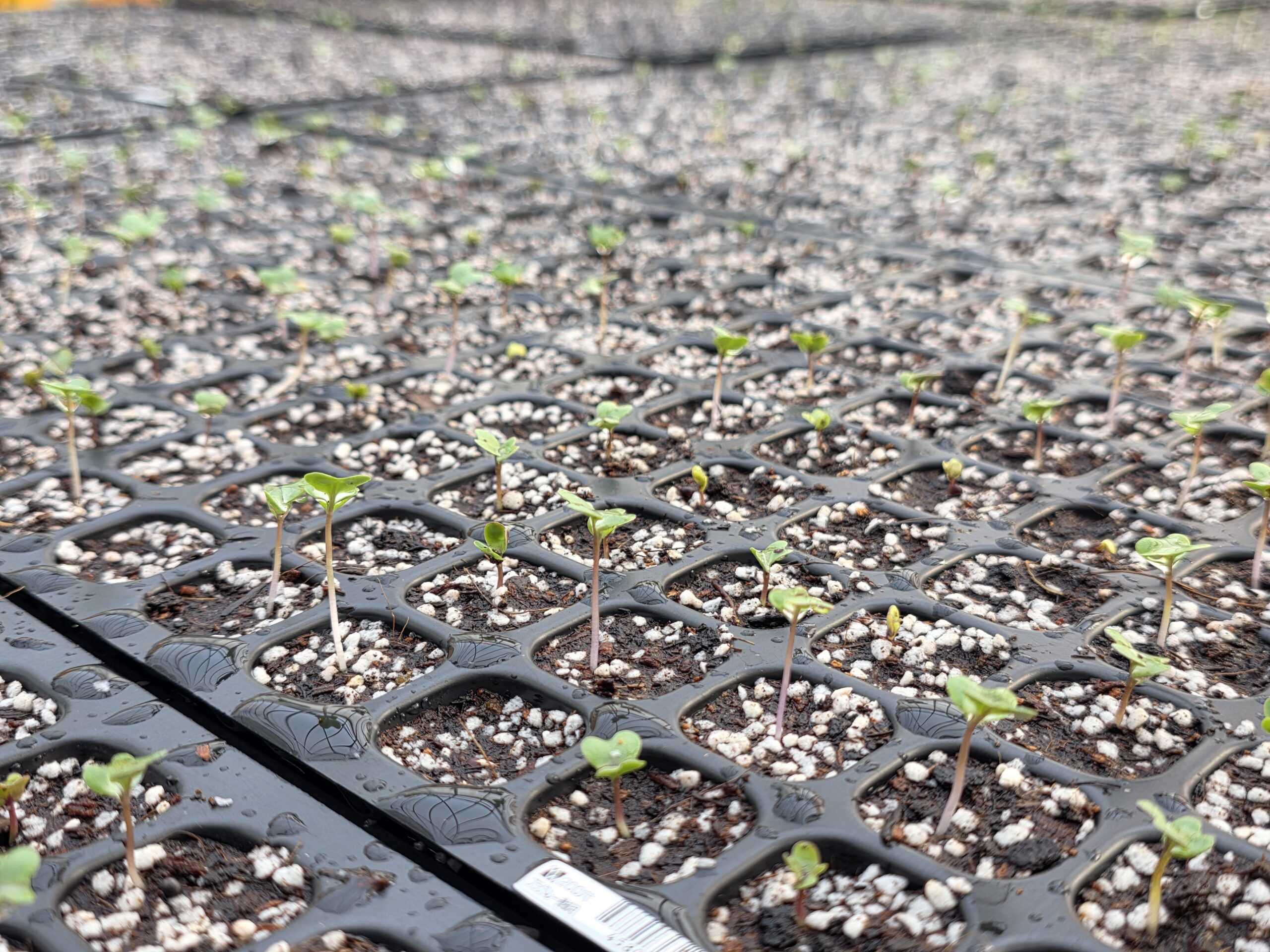 セルトレイから発芽したブロッコリーの芽