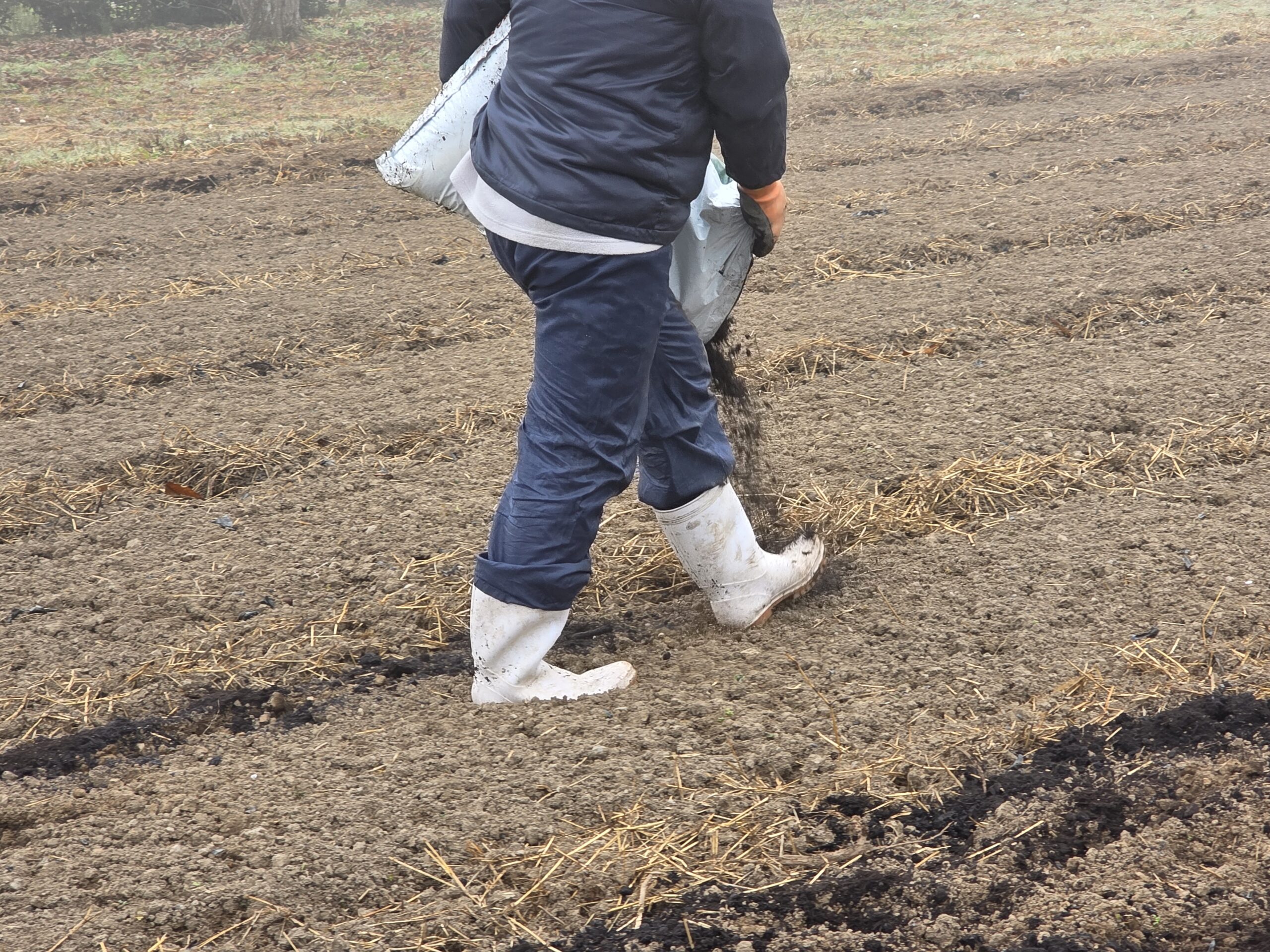 就労継続支援A型での農業プログラム：ブロッコリー栽培に向けた牛ふん堆肥などの施肥作業