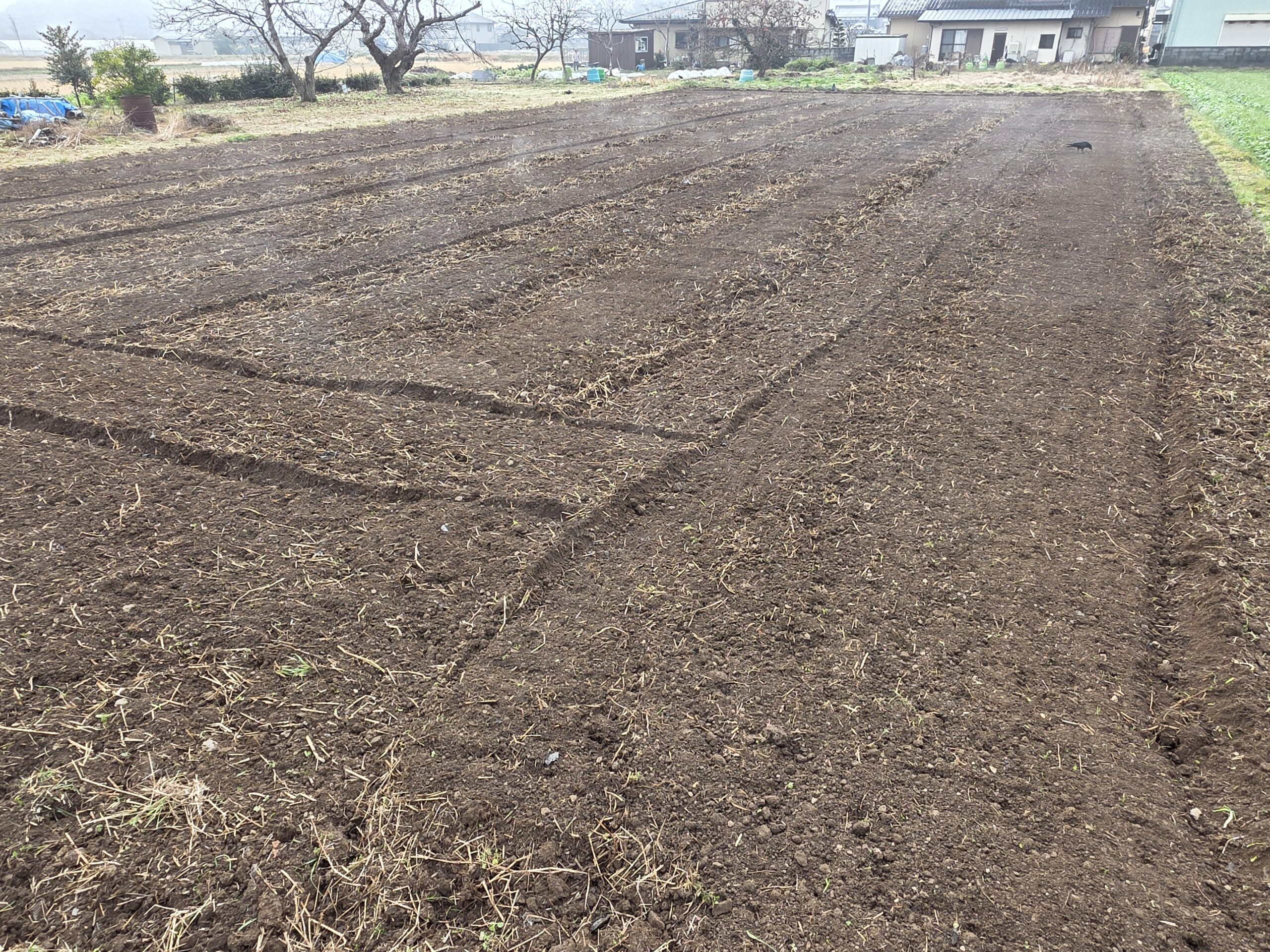 就労継続支援A型の農作業現場：トラクターで均一に耕運され、ふかふかになった土壌