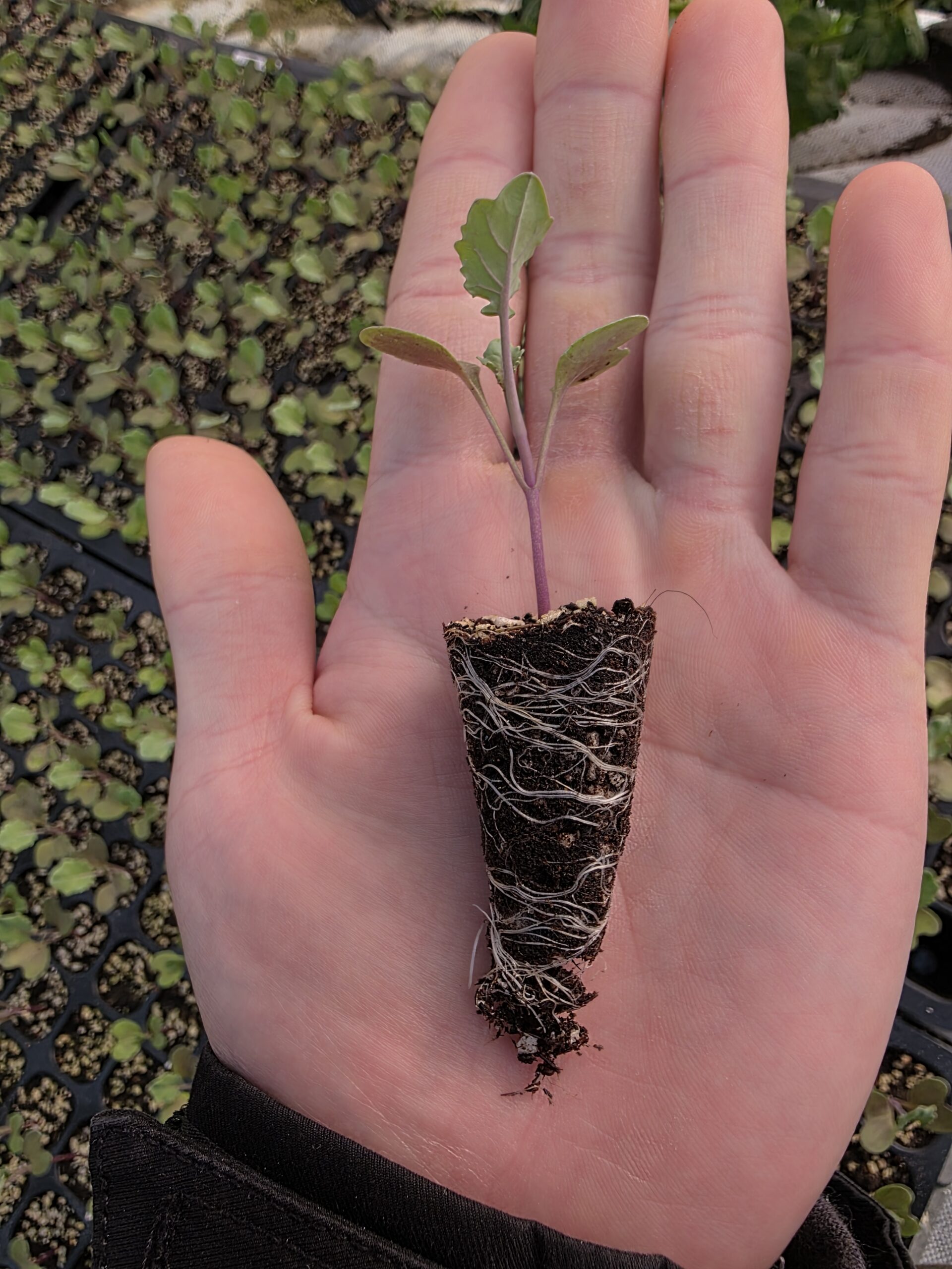 根鉢がしっかりと形成された元気なブロッコリーの苗