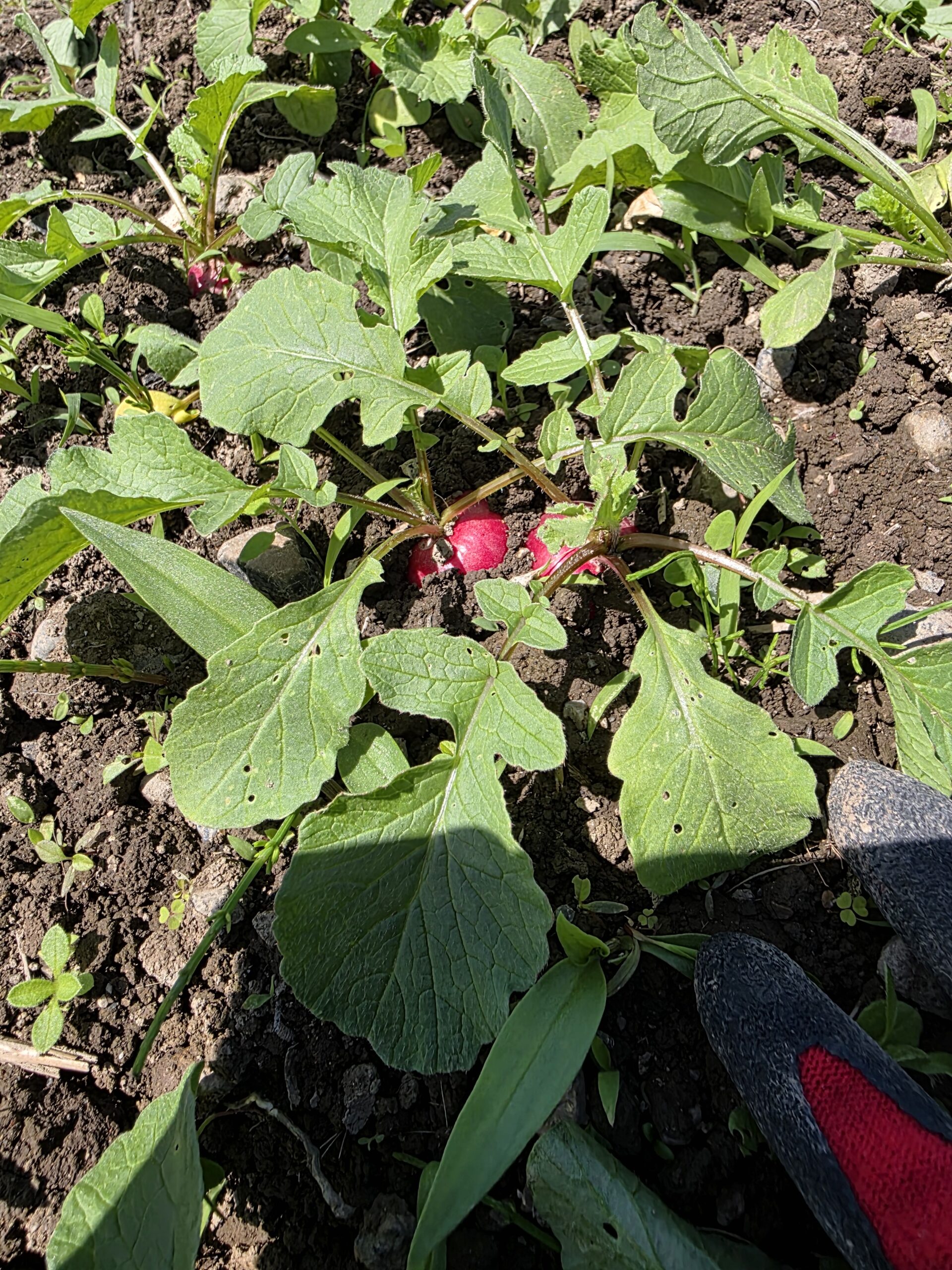 畑で密集して育つ小ぶりなラディッシュ