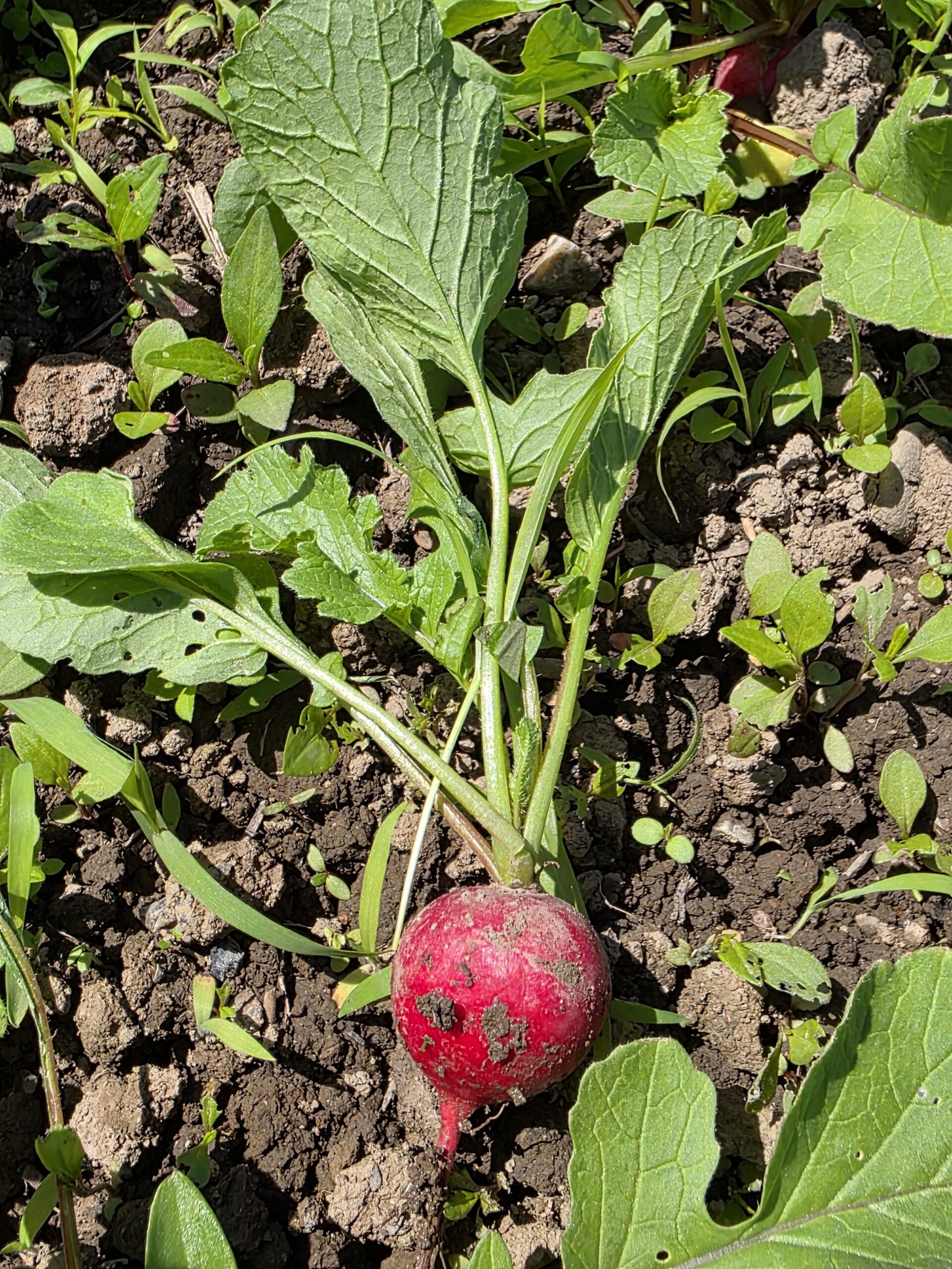 傷つけないよう丁寧に土から引っこ抜いたラディッシュ