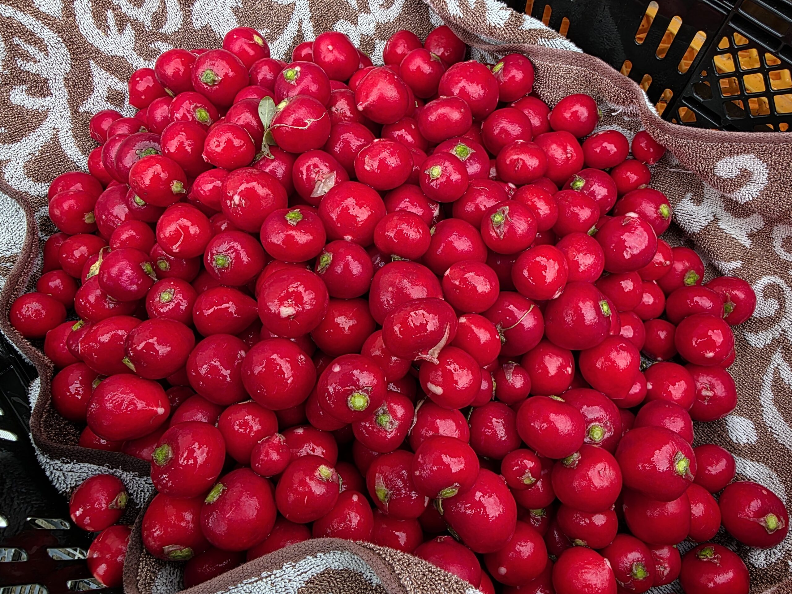 根と葉を切り落とし、洗浄されて鮮やかな赤色になったラディッシュ