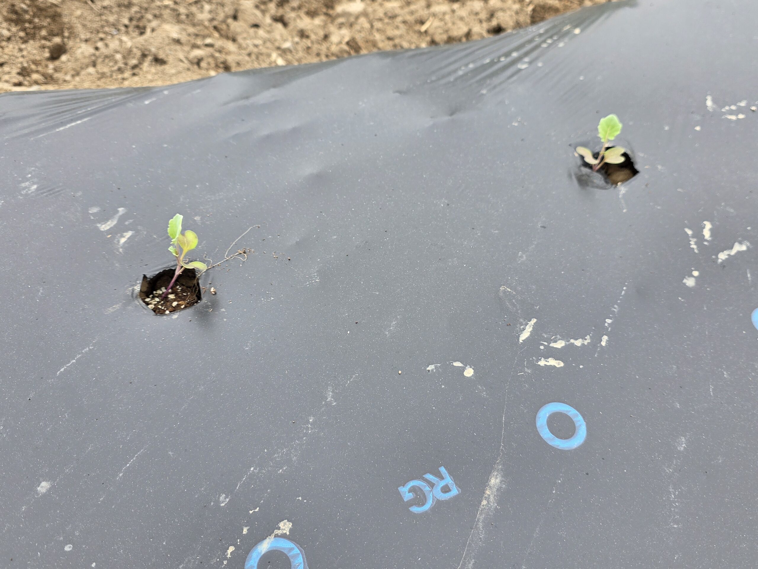 マルチに定植されたブロッコリーの苗