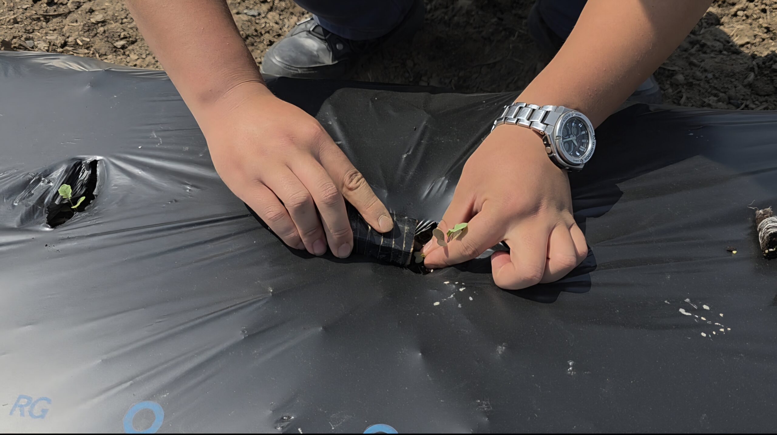 手作業でマルチにブロッコリーの苗を定植している様子