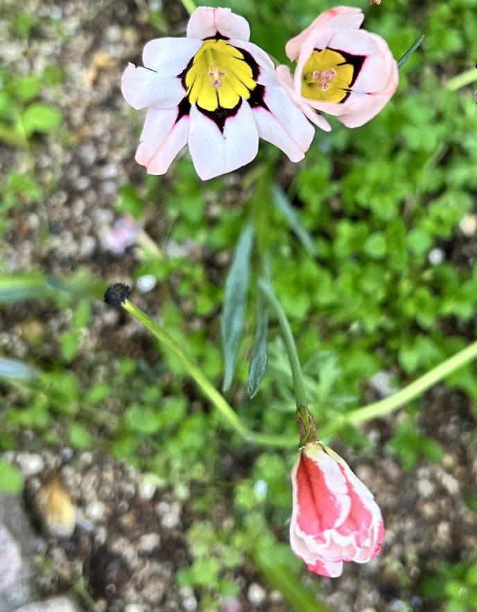 白とピンクの鮮やかな模様が特徴的な花々。春の農園を彩る風景