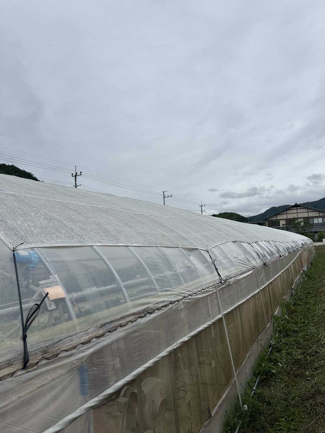 遮光ネットが全体に張られ日陰ができた安全な水耕栽培ハウス