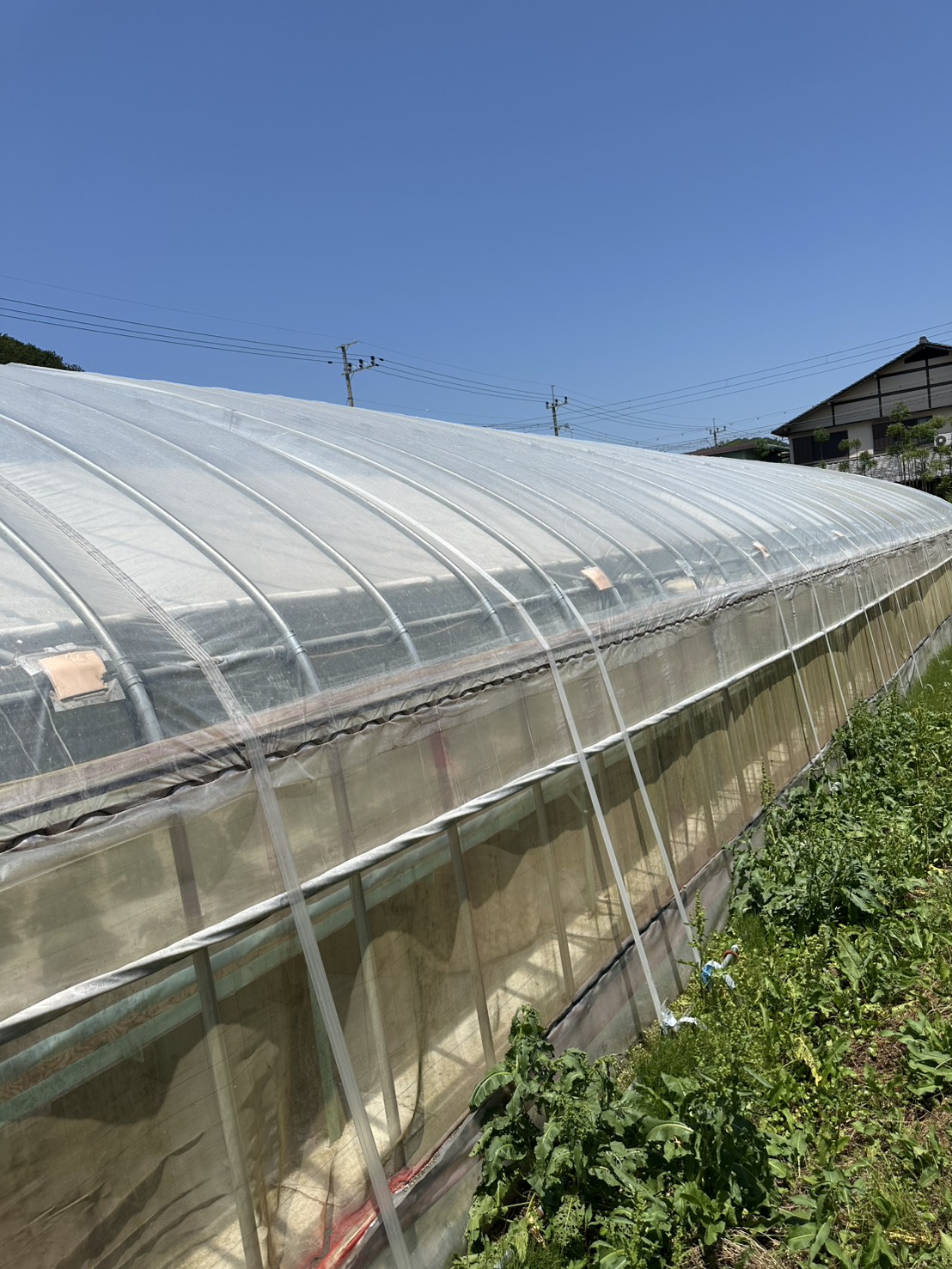 夏の強い日差しを受ける亀岡市の水耕栽培ハウスの外観