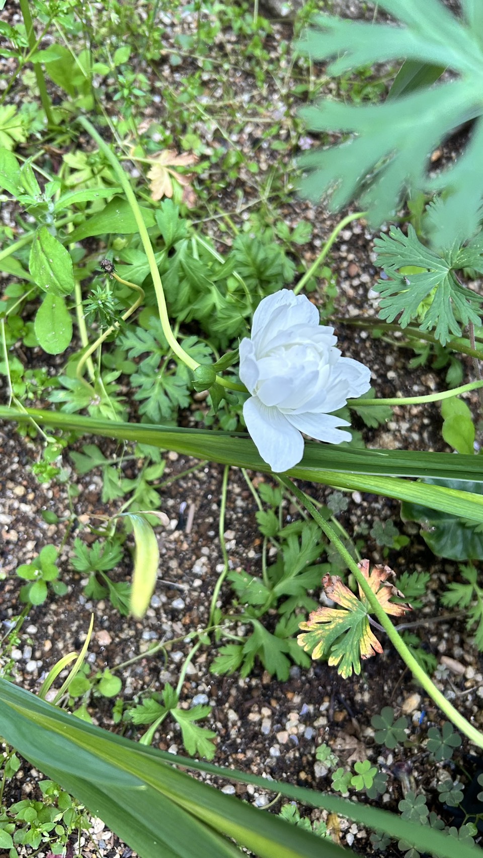 亀岡市の農園で開花した白いアネモネ。冬の寒さを乗り越えて美しく咲く様子