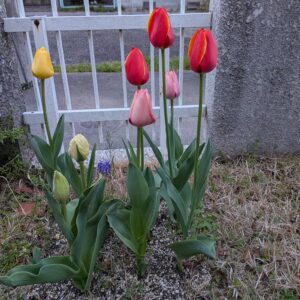 農業と向き合う半年間で「心」と「花」が開いた記録アイキャッチ画像