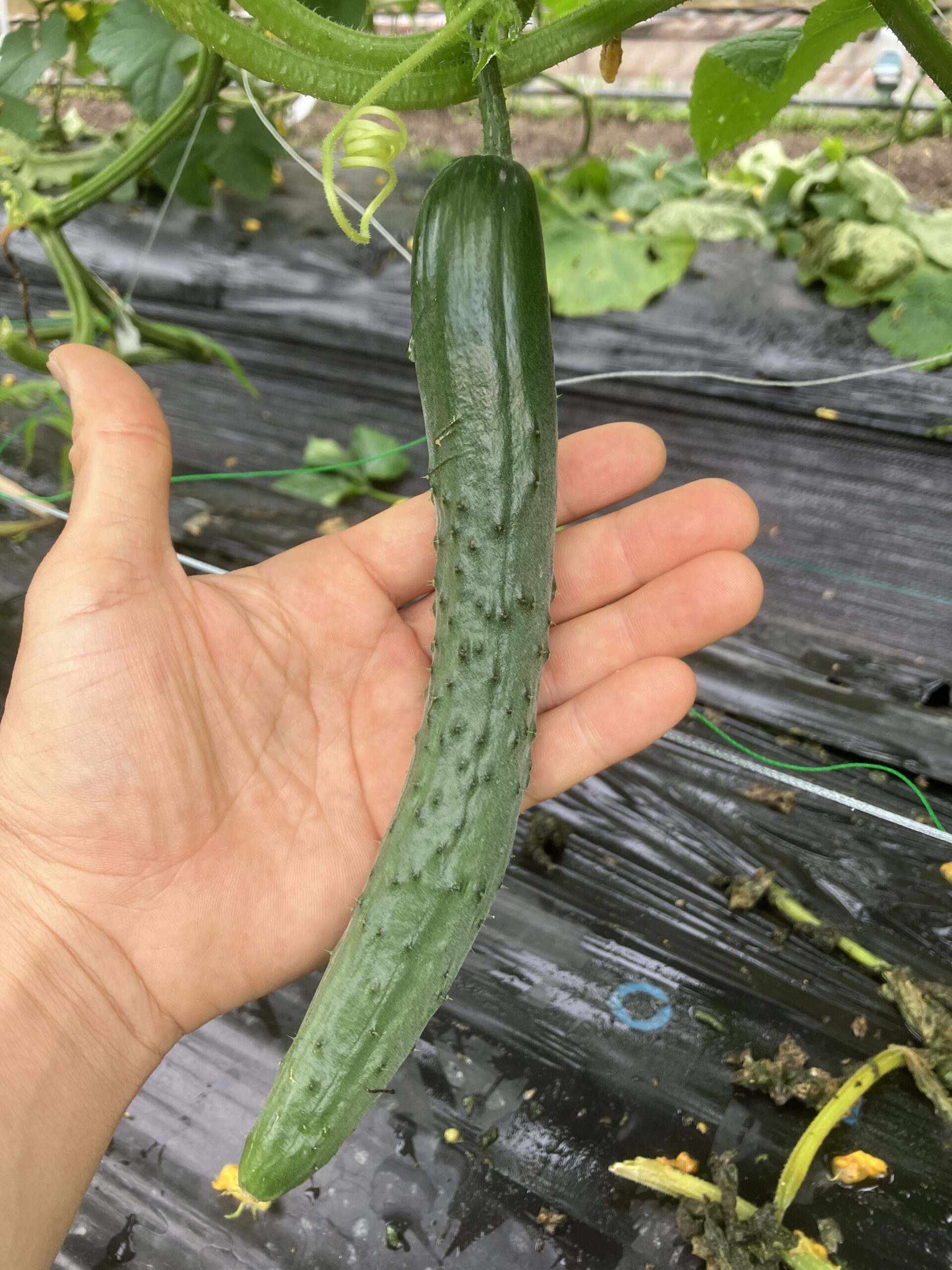 収穫サイズにまで立派に成長したきゅうり