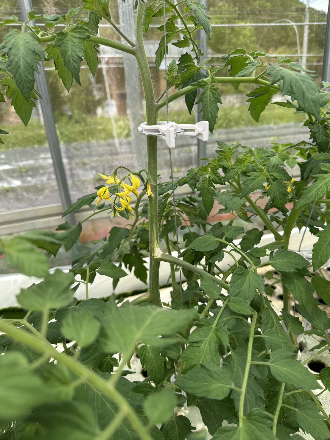 黄色い花を咲かせたミニトマトの苗