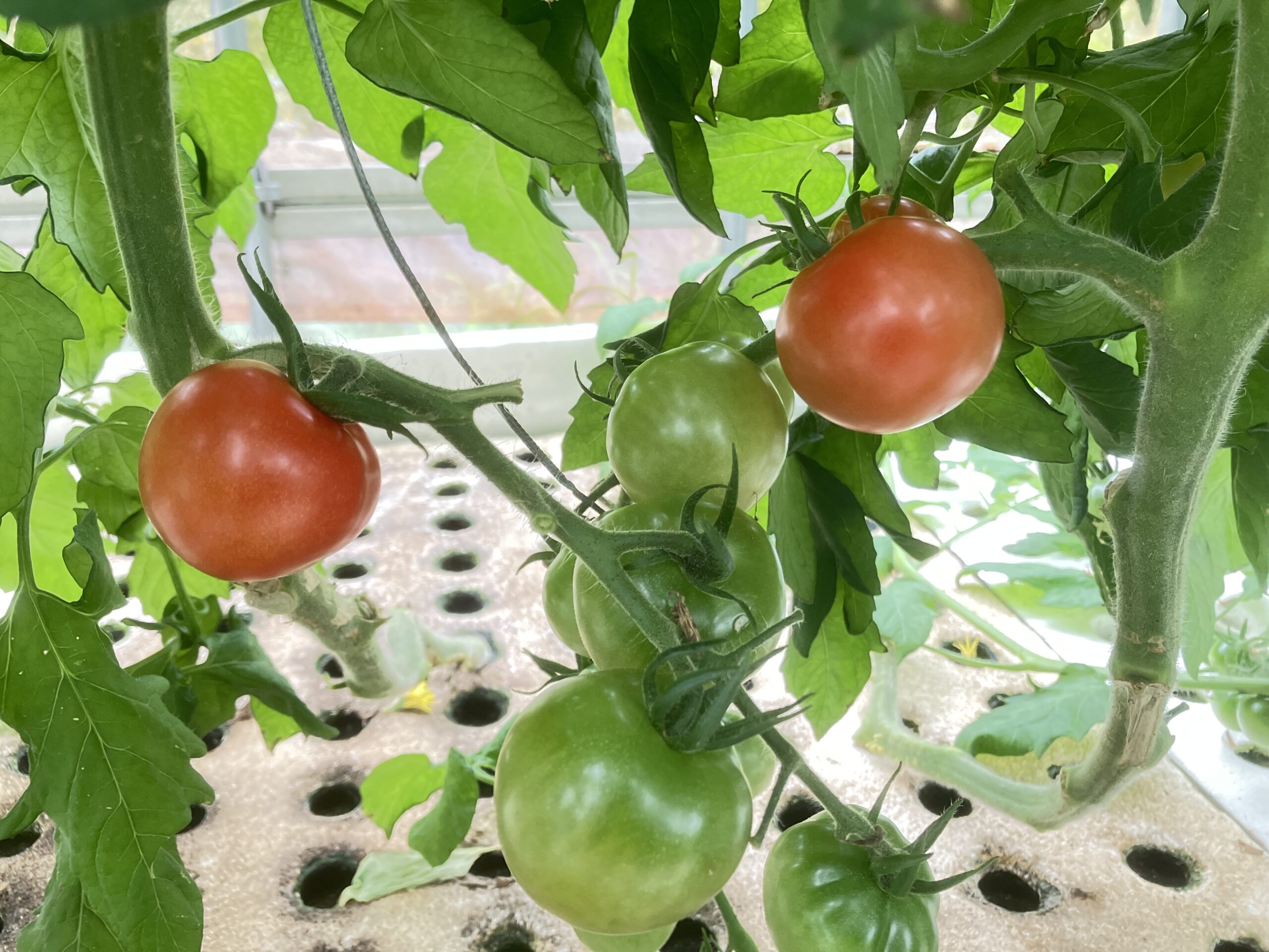 ハウス内で少しずつ赤く色づき始めたトマト