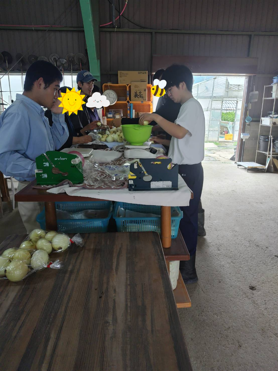玉ねぎの計量や袋詰めを行う支援学校生の作業体験