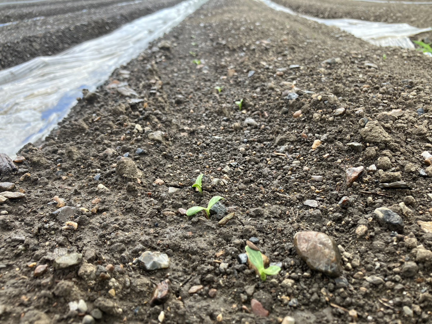土から顔を出した野菜の小さな芽