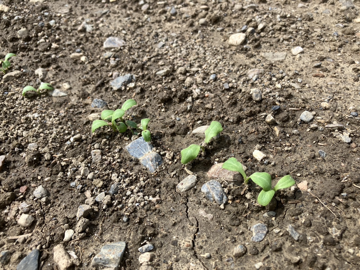 八木ファームの畑で発芽したゴボウの小さな芽